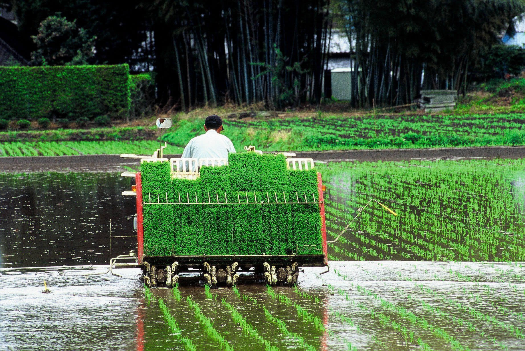 Growing Rice - Joto Sake